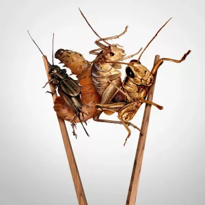 Crawly Critters
